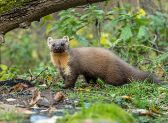 Similar image 22206567