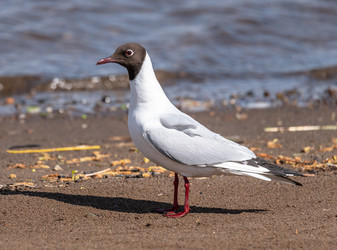 Similar image 22206574