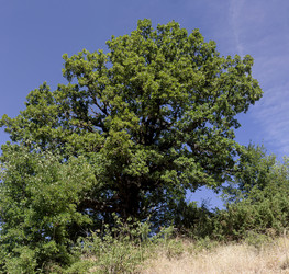 Растение (Quercus) с зелеными листьями растет в лесу - Slavina