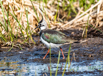 Similar image 22208843