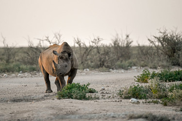 Similar image 22209030