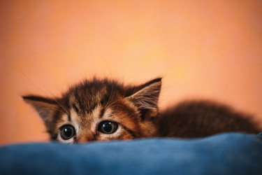 Similar image 22209088