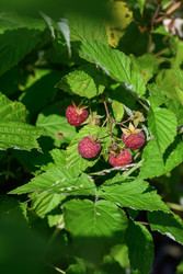 Similar image 22209145