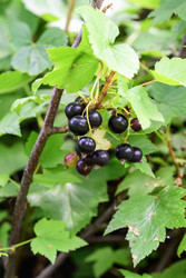 Similar image 22209146