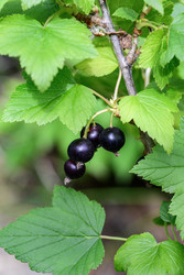 Similar image 22209149