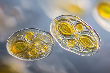 Similar image 22221519