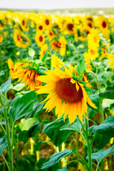 Similar image 22232665