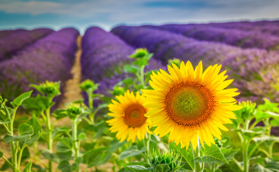 Similar image 22232673