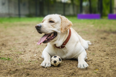 Similar image 22225419