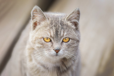 Similar image 22225461