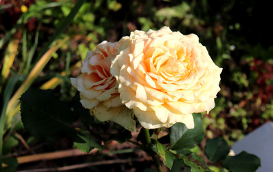 Similar image 22228735