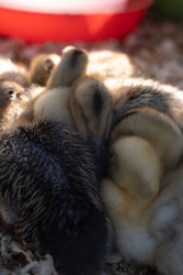 Similar image 22210721