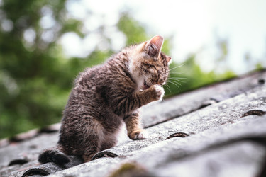 Similar image 22210896