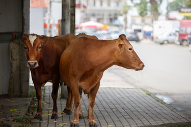 Similar image 22226710