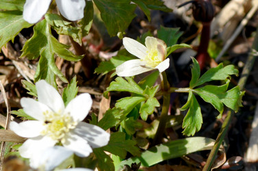 Similar image 22219300