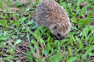 Similar image 22219335