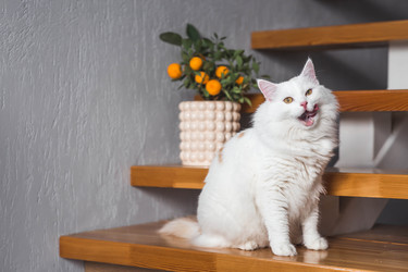 Similar image 22210831