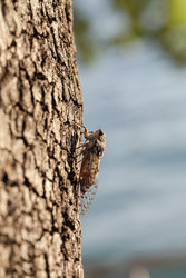 Similar image 22211067