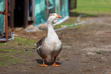 Similar image 22226726