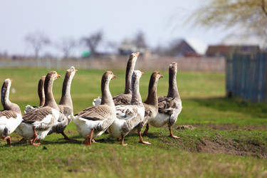 Similar image 22226727