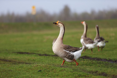 Similar image 22226284