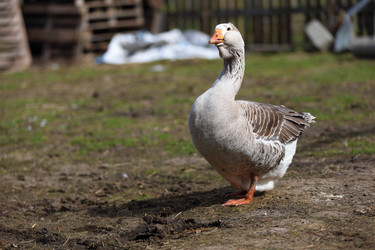 Similar image 22226289