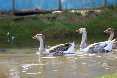 Similar image 22226292