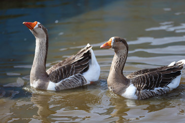 Similar image 22226293