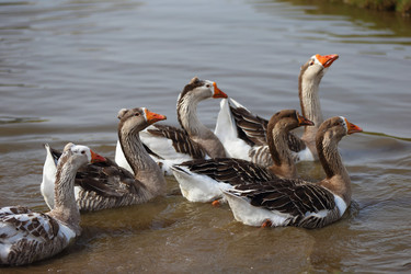 Similar image 22226294