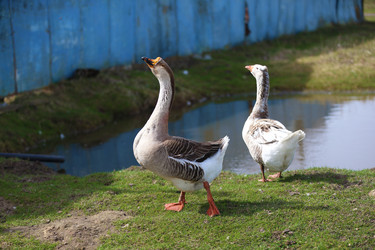 Similar image 22226295