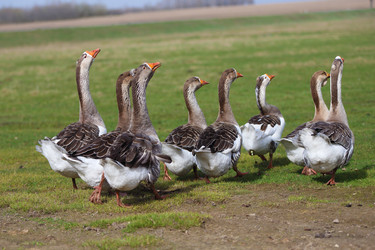 Similar image 22226296