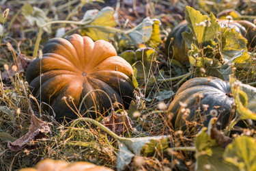 Similar image 22211359