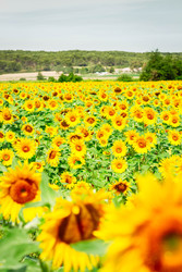 Similar image 22232454