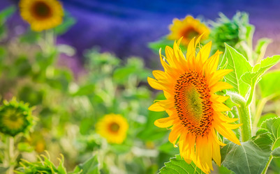 Similar image 22232613