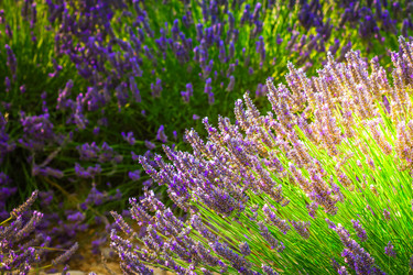 Similar image 22232469