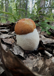 Similar image 22222264