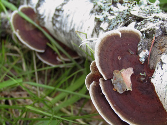 Similar image 22222278