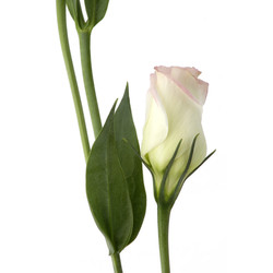 Similar image 22229816