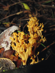 Similar image 22222345