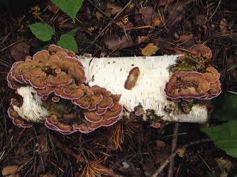 Similar image 22222349