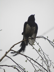 Similar image 22222889