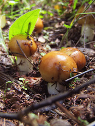 Similar image 22222502