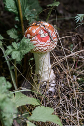 Similar image 22211572