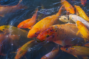 Similar image 22223158