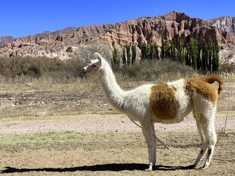 Similar image 22226853