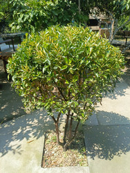 Similar image 22224018