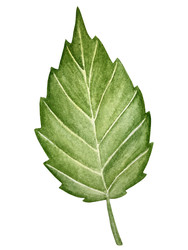 Similar image 22228500