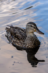 Similar image 22223855