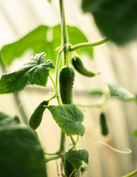 Similar image 22231336