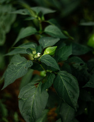 Similar image 22231349